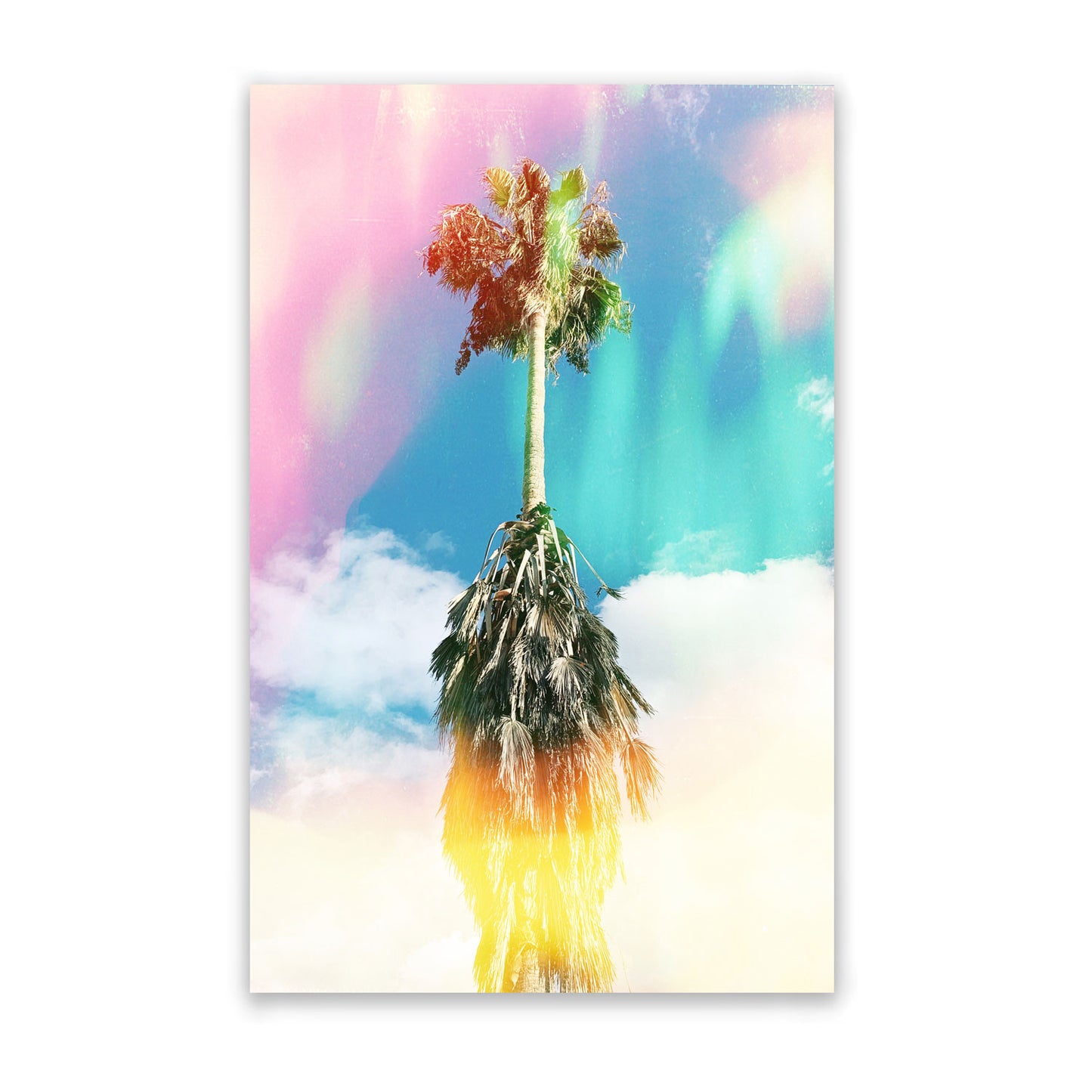 Aurora Palm by Brooke Wilen