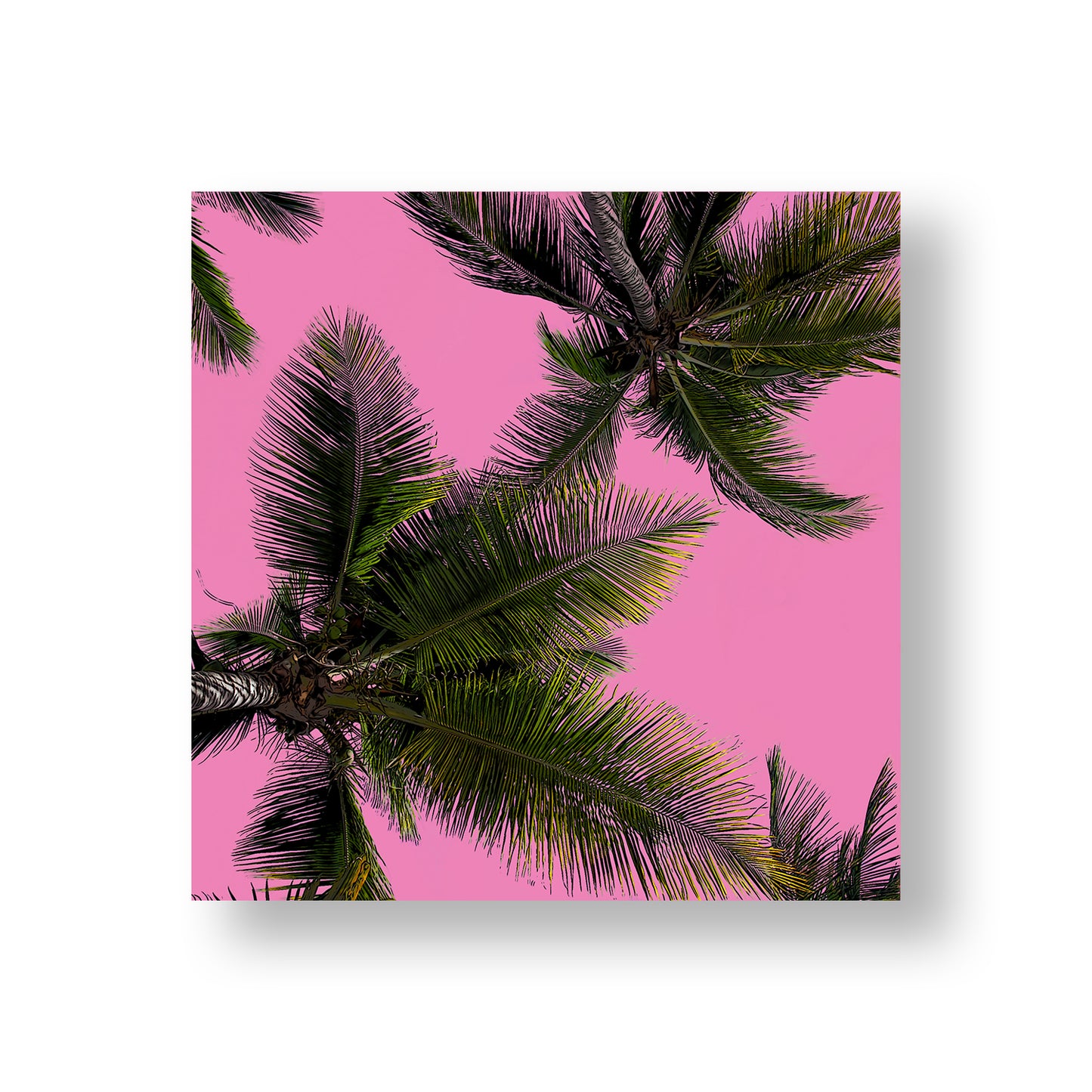 Palm Trees by Faith Blackwell