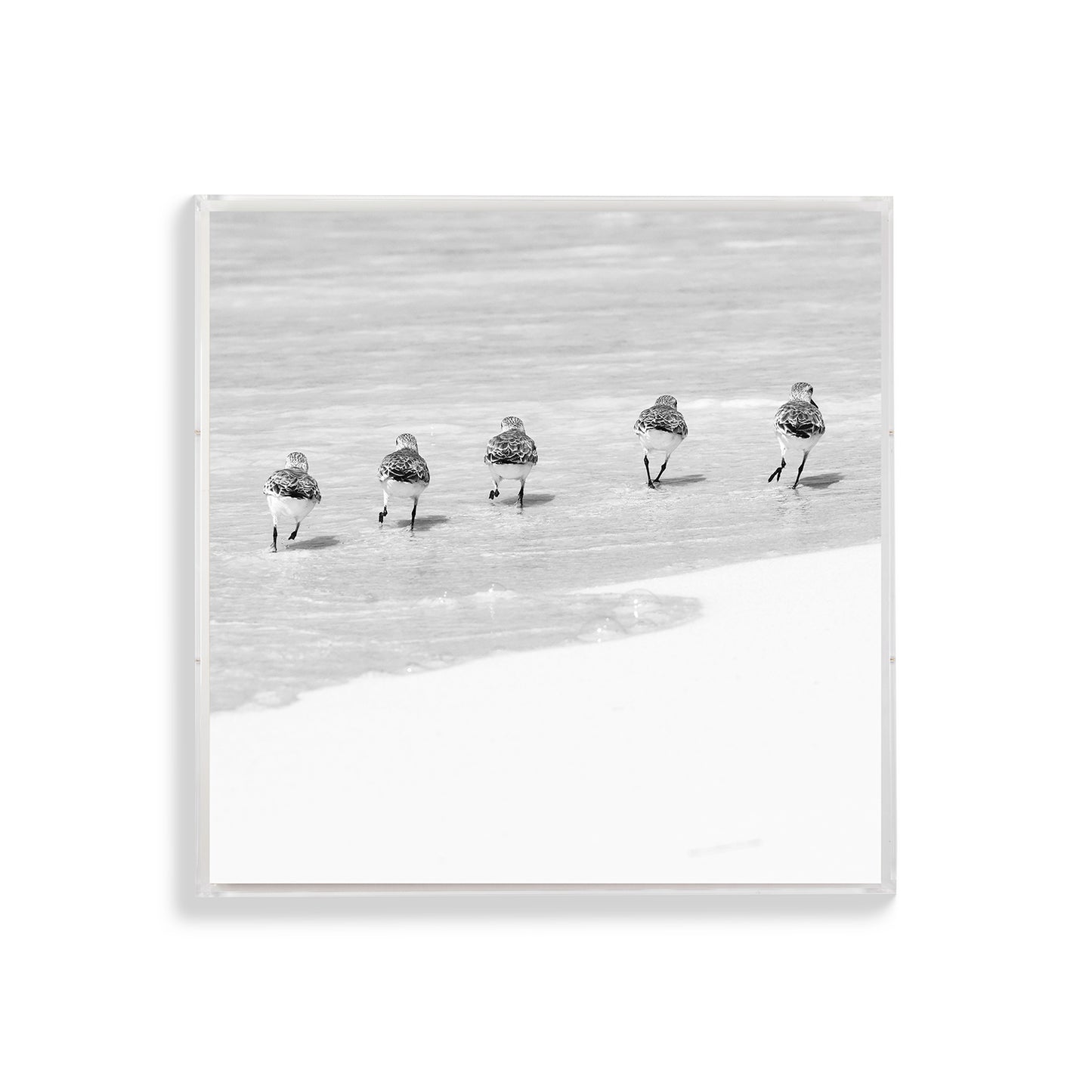 Happy Little Sanderlings 1 by Lisa Cirilli