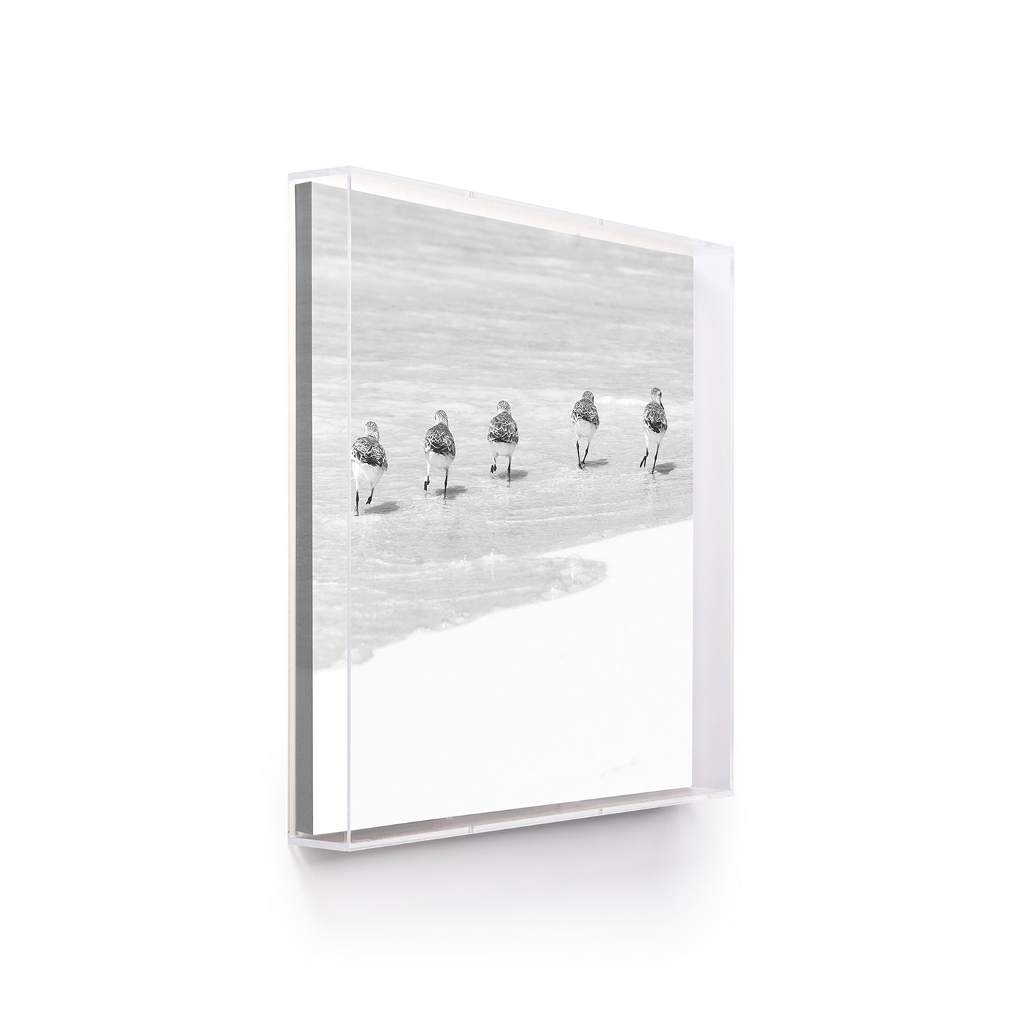 Happy Little Sanderlings 1 by Lisa Cirilli
