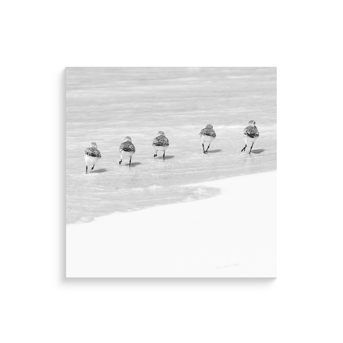 Happy Little Sanderlings 1 by Lisa Cirilli