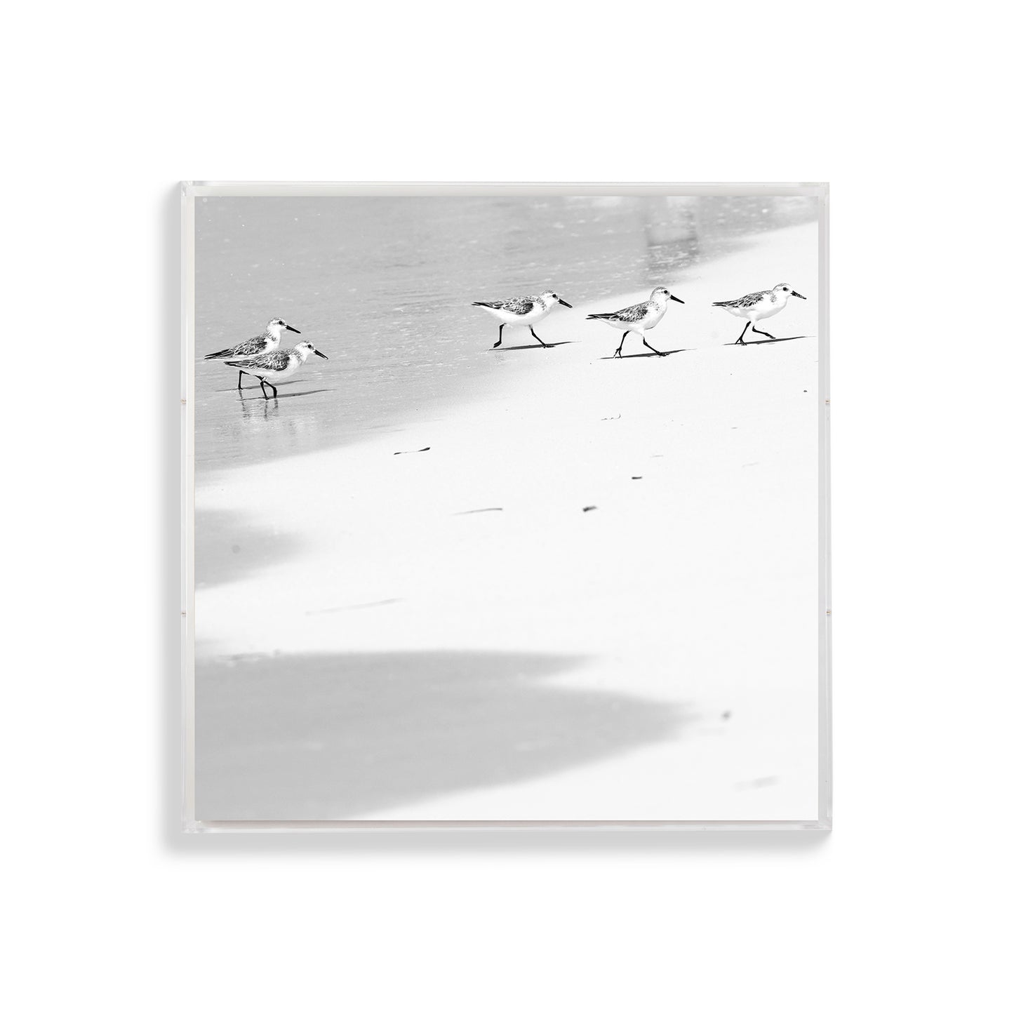 Happy Little Sanderlings 2 by Lisa Cirilli