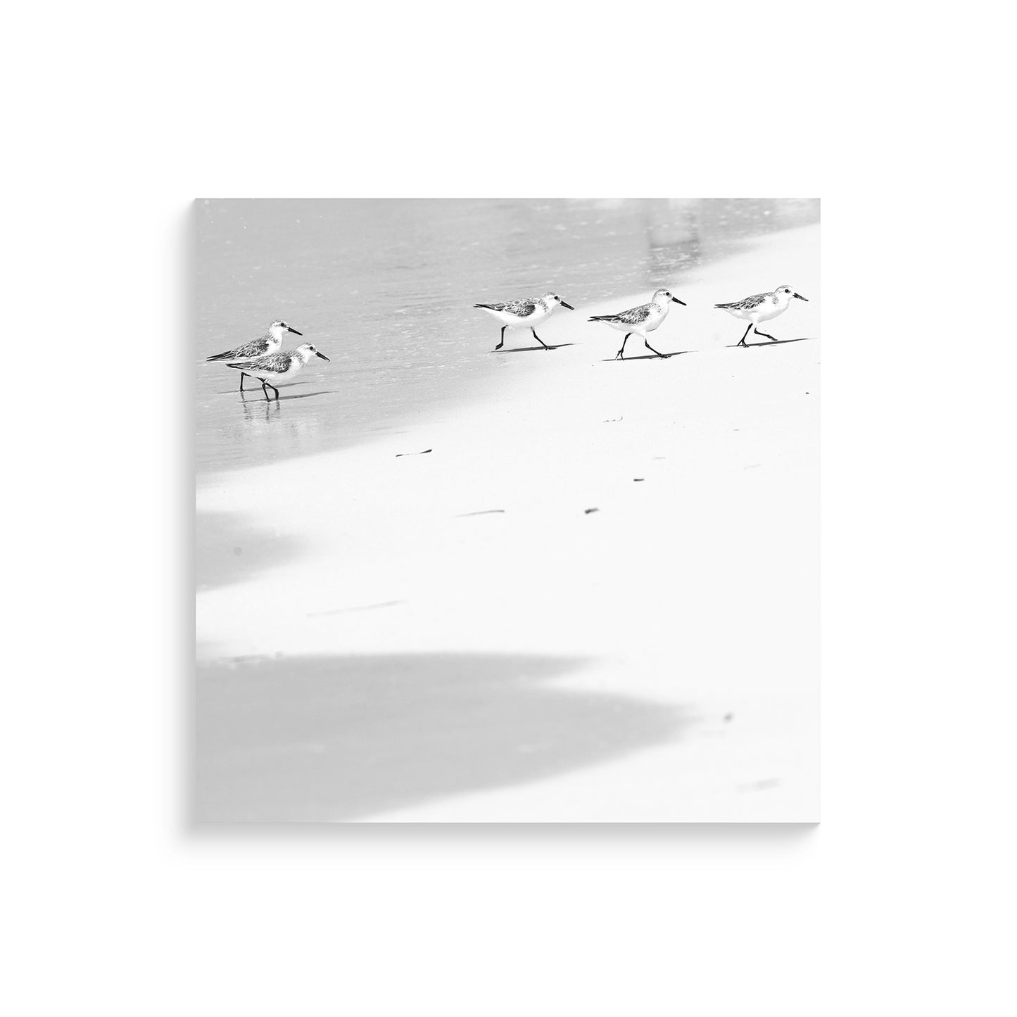 Happy Little Sanderlings 2 by Lisa Cirilli